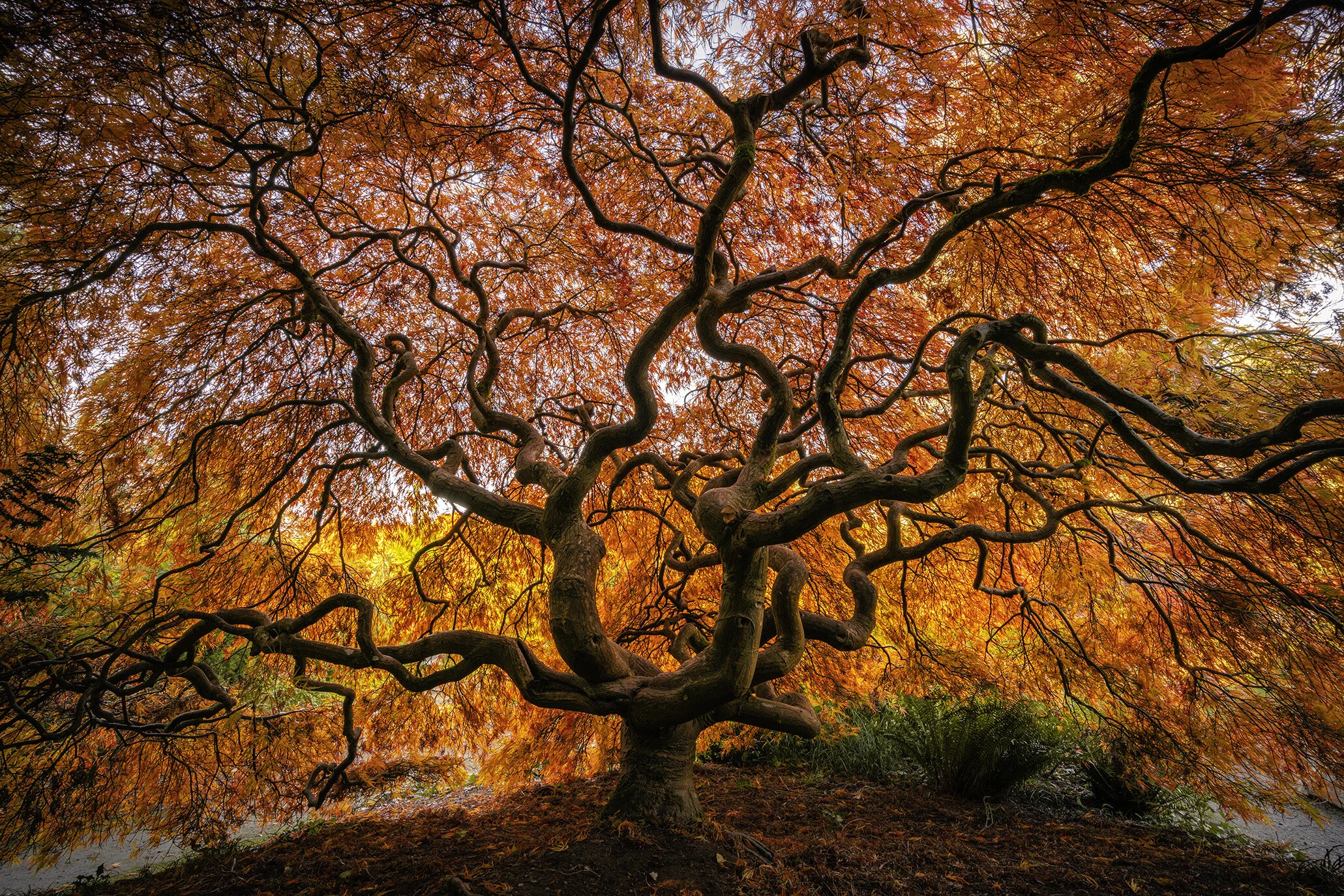 Japanese Garden Photography Prints | Japanese Maple Tree
